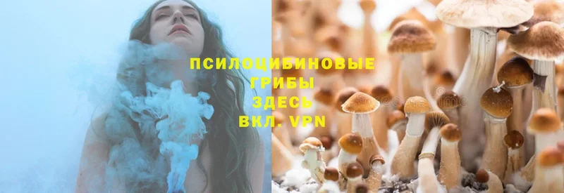 где купить   Новоульяновск  ОМГ ОМГ ТОР  Галлюциногенные грибы MAGIC MUSHROOMS 